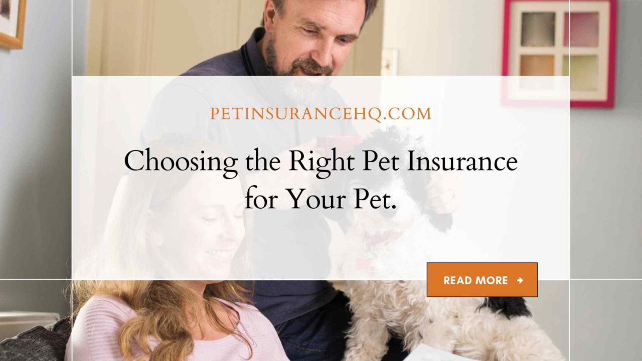What Should I Know About Pet Insurance Policies
