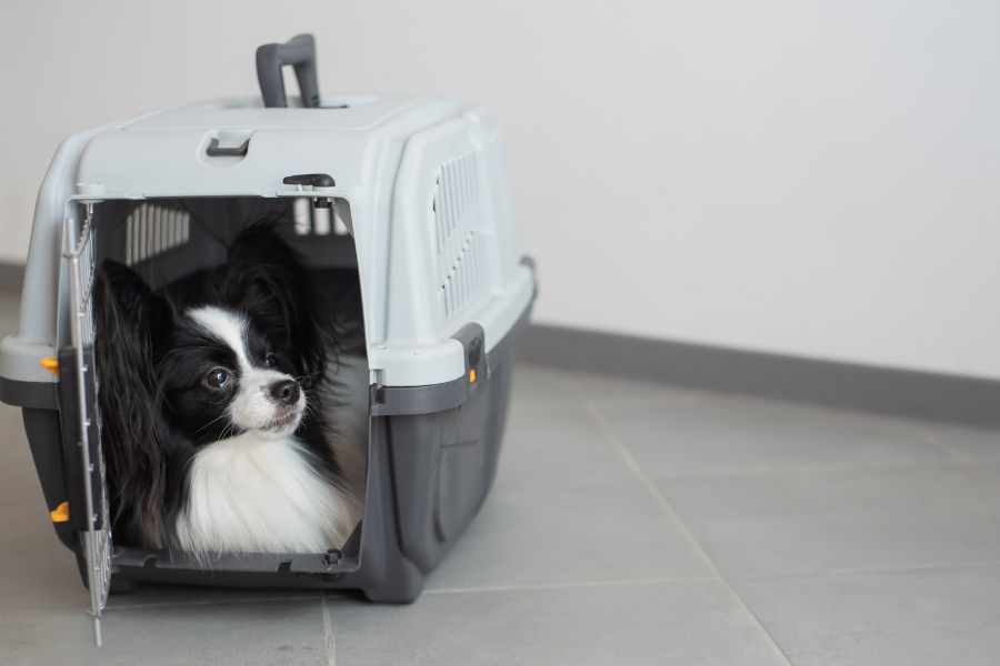 Traveling with Your Pet: A Guide to Safe and Enjoyable Car Journeys ...