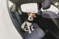 How To Safely Transport Pets In A Vehicle