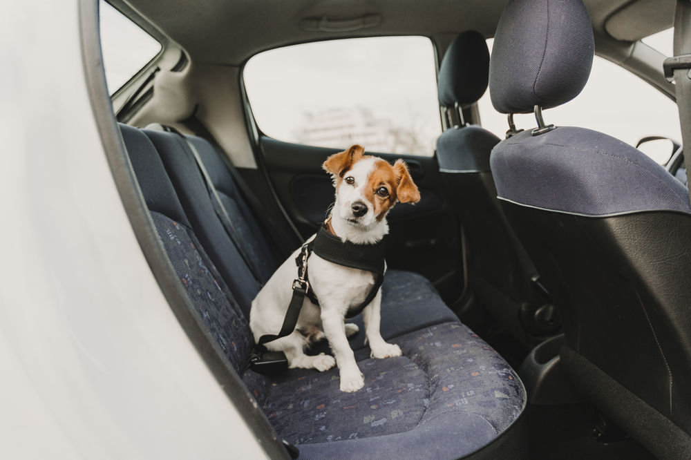 How To Safely Transport Pets In A Vehicle